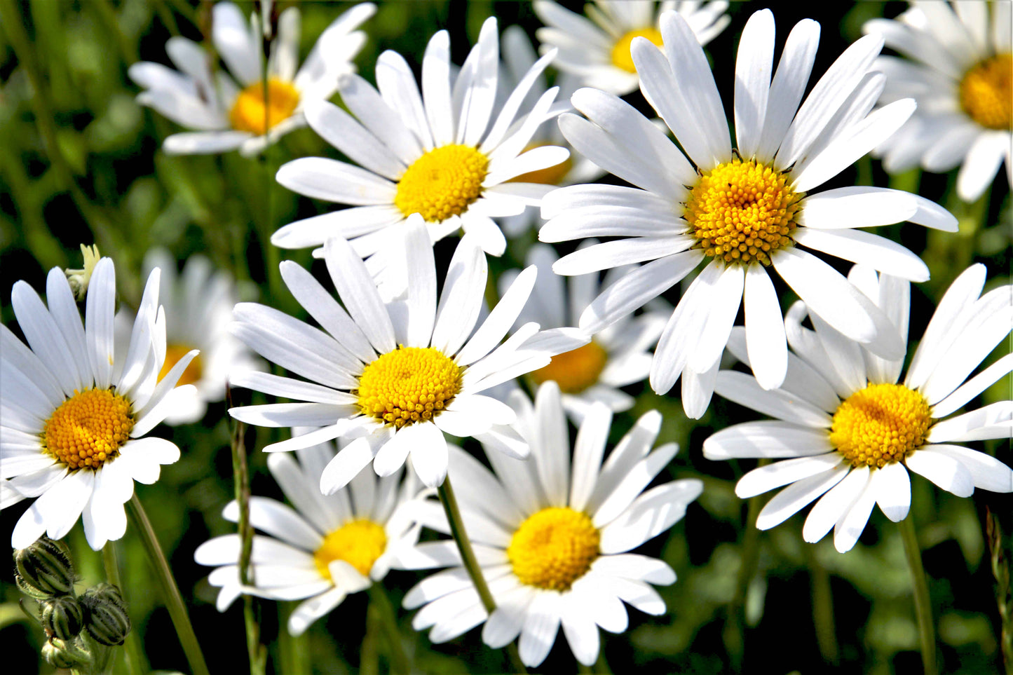 Close-up of French chamomile tea flowers with white petals and yellow centers in natural sunlight