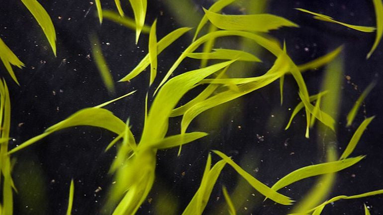 Close-up view of green algae strands representing organic Klamath supplement by Agnès Petit Paris Skincare