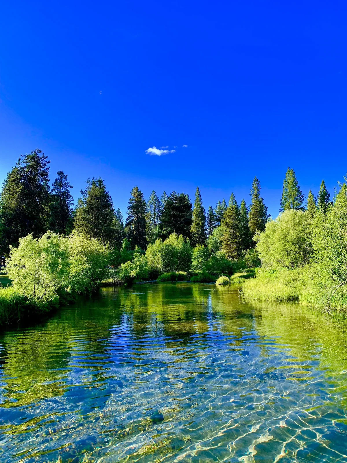 Clear lake surrounded by green trees under blue sky representing natural source of organic Klamath supplement