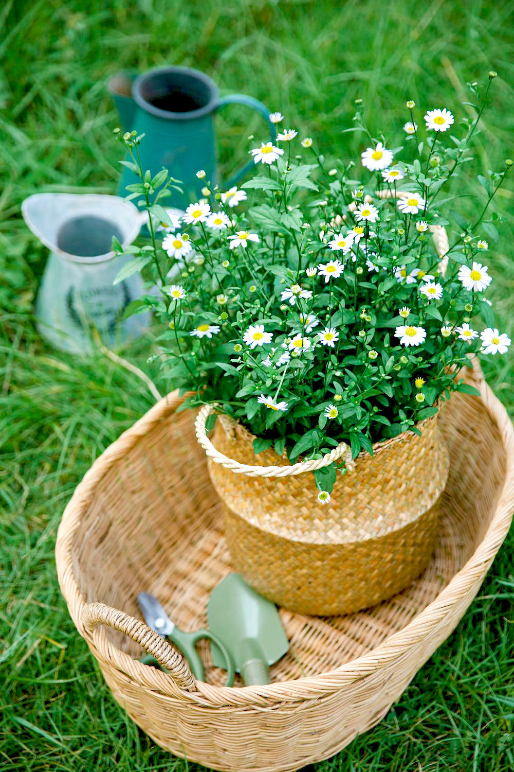 Basket with French chamomile tea flowers plant and gardening tools on green grass