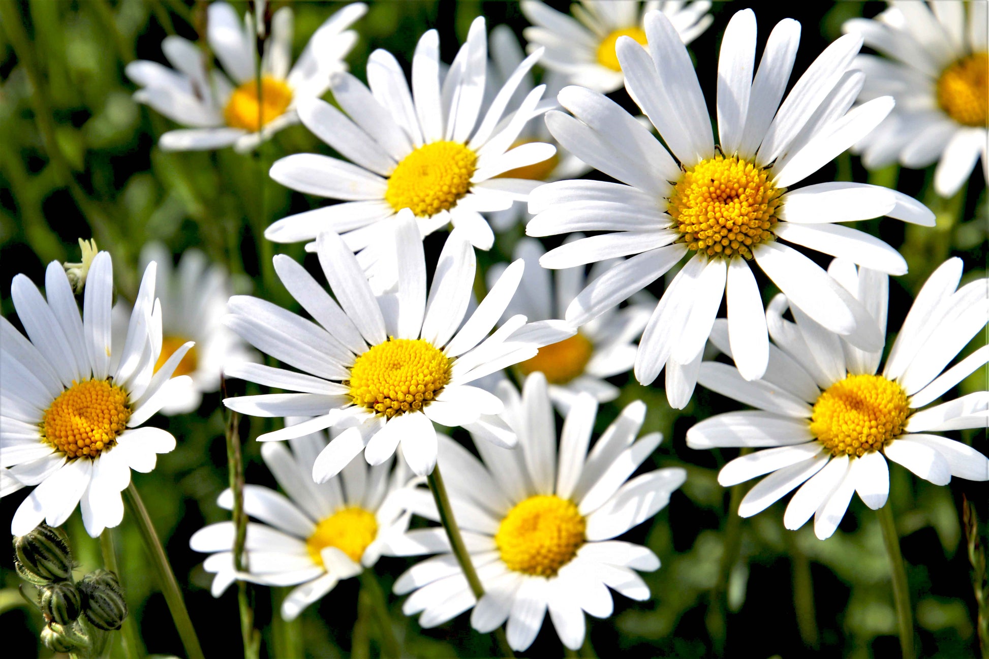 Close-up of French chamomile tea flowers with white petals and yellow centers in natural sunlight
