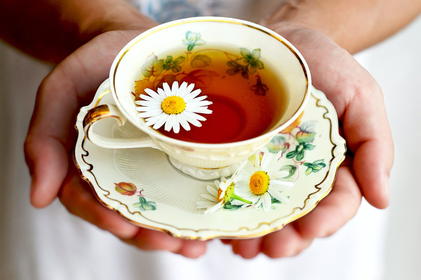 Delicate cup of tea with French chamomile tea flowers held in hands on a floral saucer