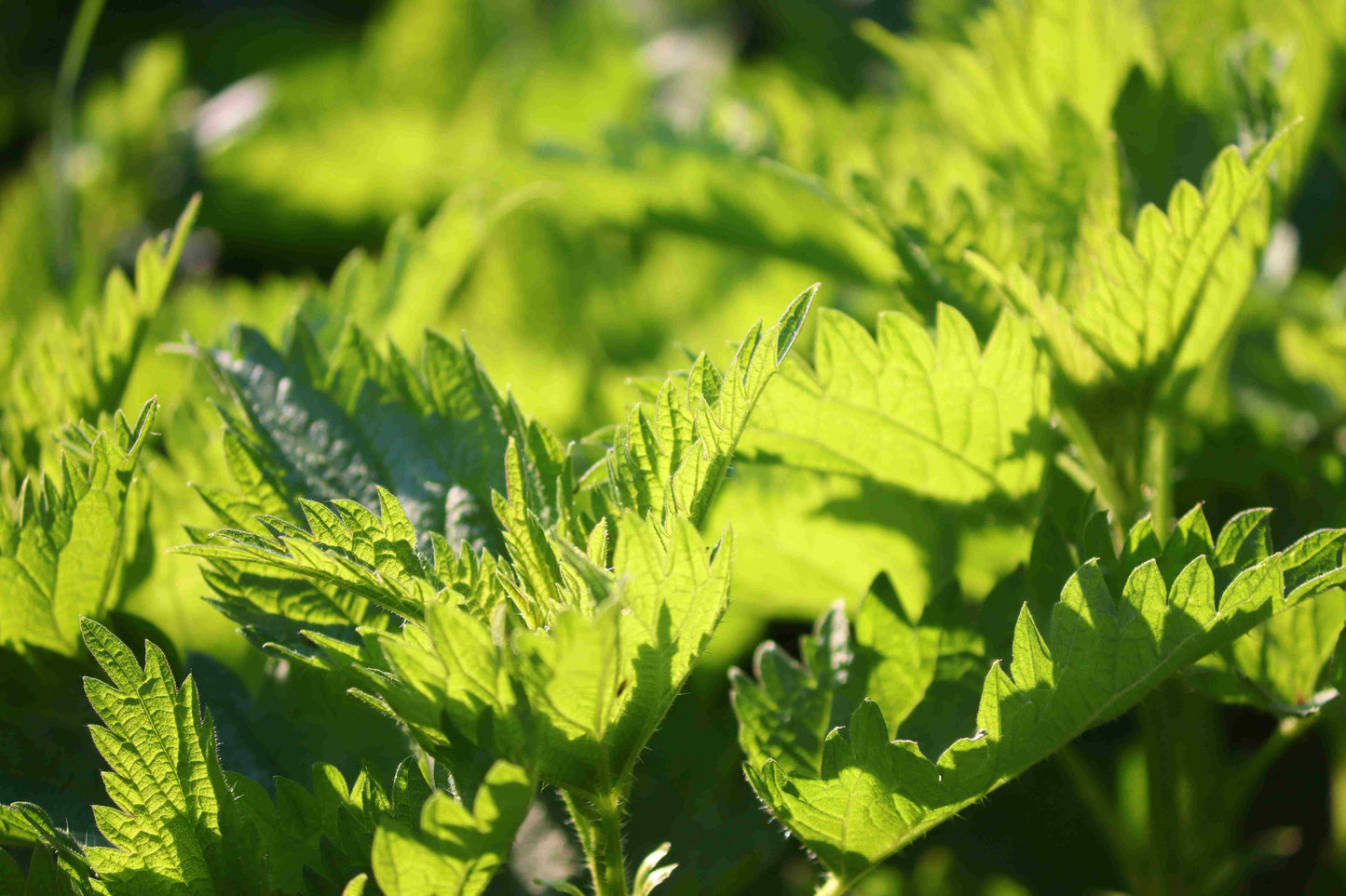 Fresh green nettle leaves used to create organic nettle drops for wellness by Agnès' Petit Paris Skincare