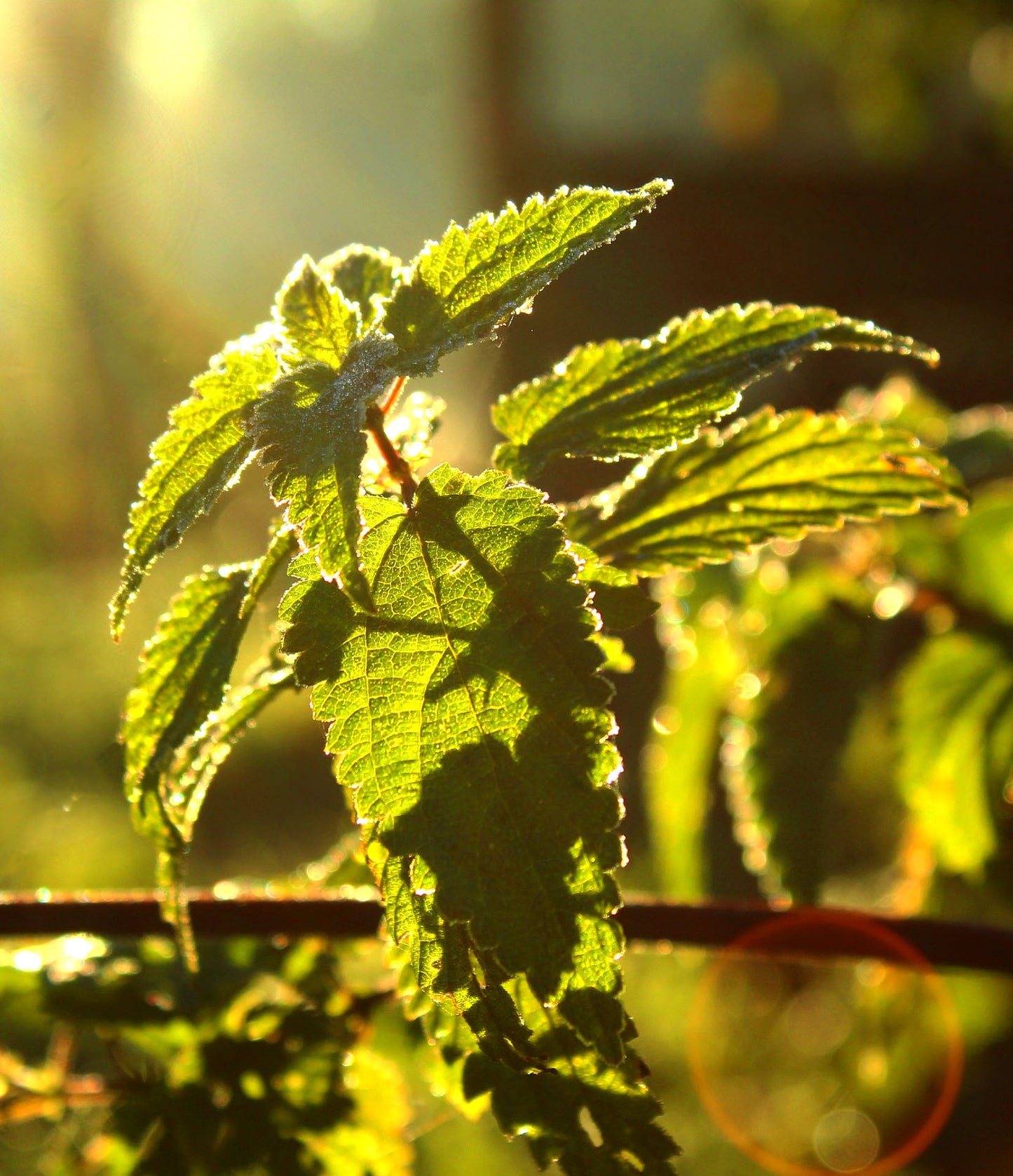 Close-up of green nettle leaves backlit by sunlight for organic nettle drops for wellness