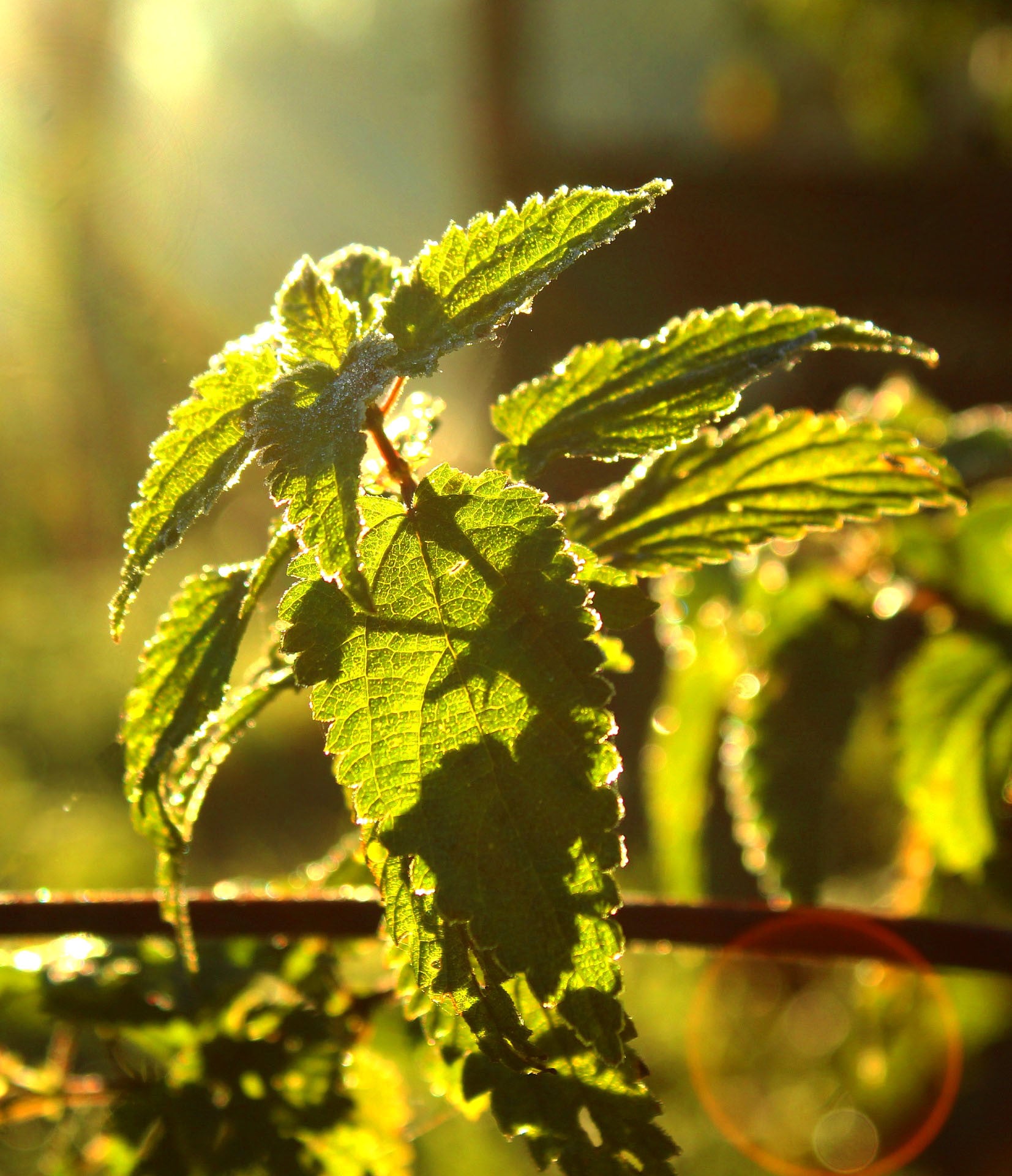 Close-up of green nettle leaves backlit by sunlight for organic nettle drops for wellness