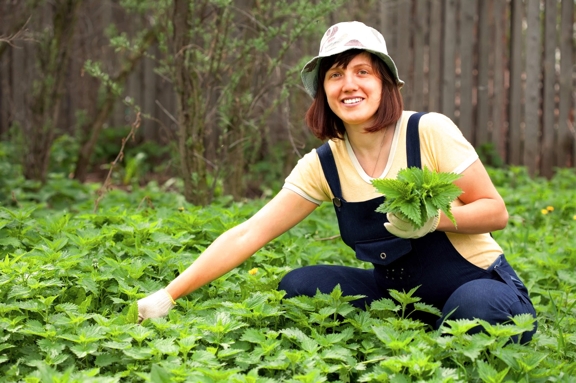 Woman harvesting fresh nettle plants in a green field for organic nettle drops for wellness